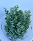 Natural and Elegant: 14&#x22;L Artificial Seeded Eucalyptus Bush - Green/Ivory-PF172353